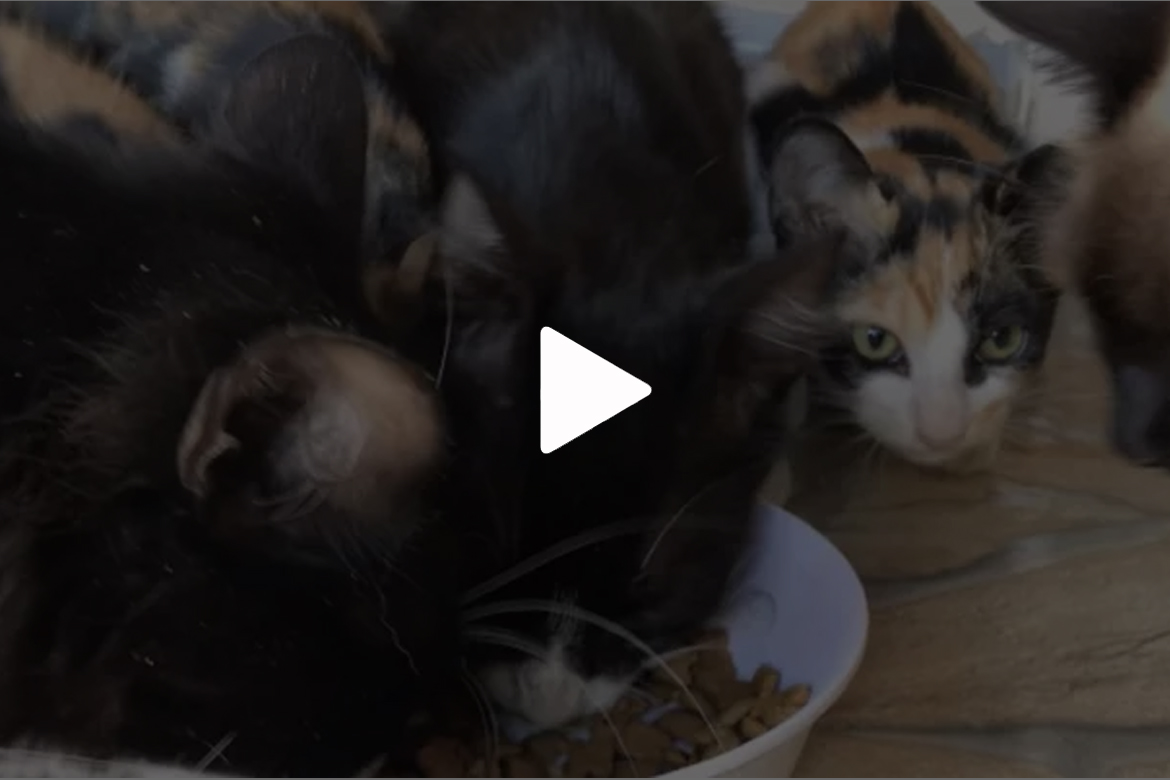 Idosa precisa doar nove gatos após neta descobrir que tem asma: 'Quero encontrar alguém que cuide bem'