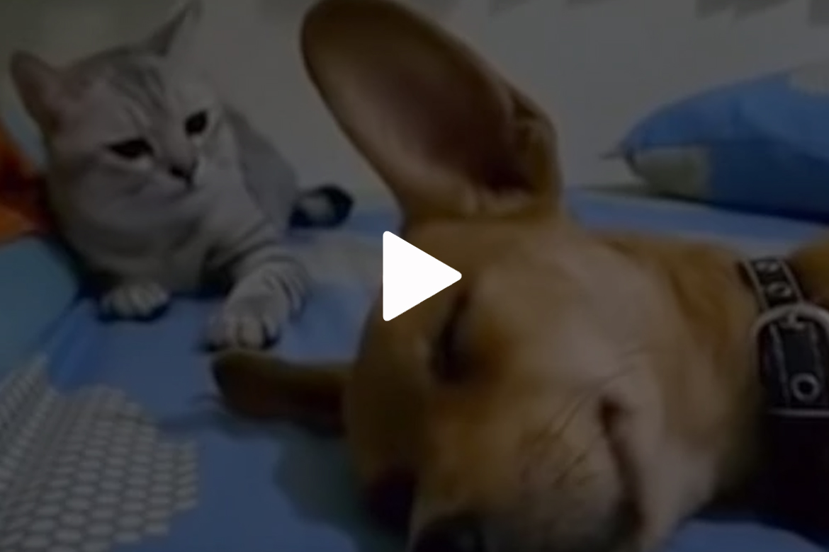 Cão solta "pum" barulhento enquanto dorme, gato se vinga e vídeo faz sucesso total (veja o vídeo)
