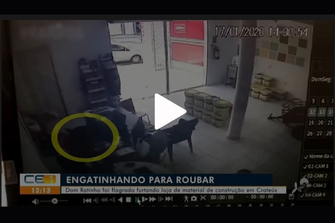 Dom Ratinho engatinha para furtar em loja e é flagrado pela dona em Crateús