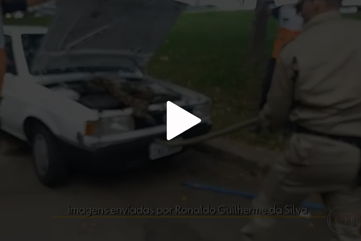 Motorista é surpreendido com cobra dentro do capô do carro