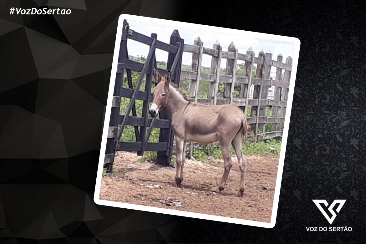 Jumento ganha apelido de “Zé do Valério” após morder três pessoas em Quixeramobim