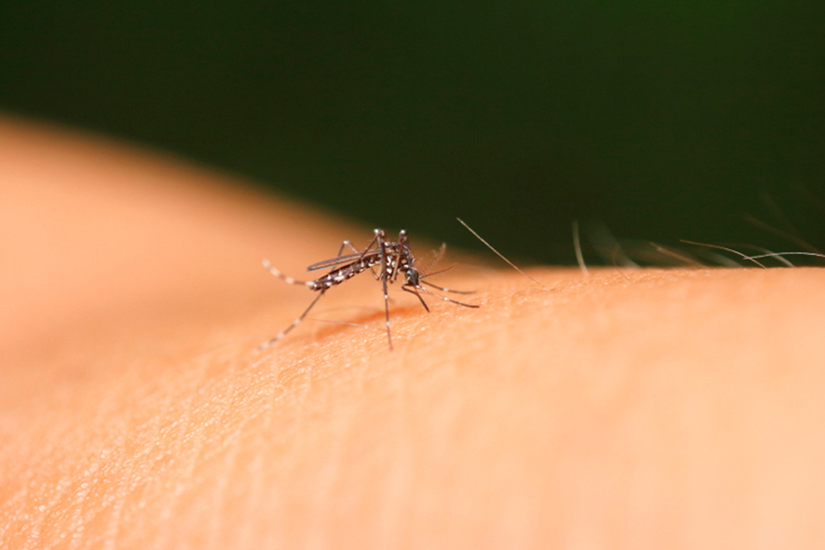 MINUTO DA SAÚDE: Pessoas assintomáticas podem não saber que estão infectadas pelo Aedes aegypti