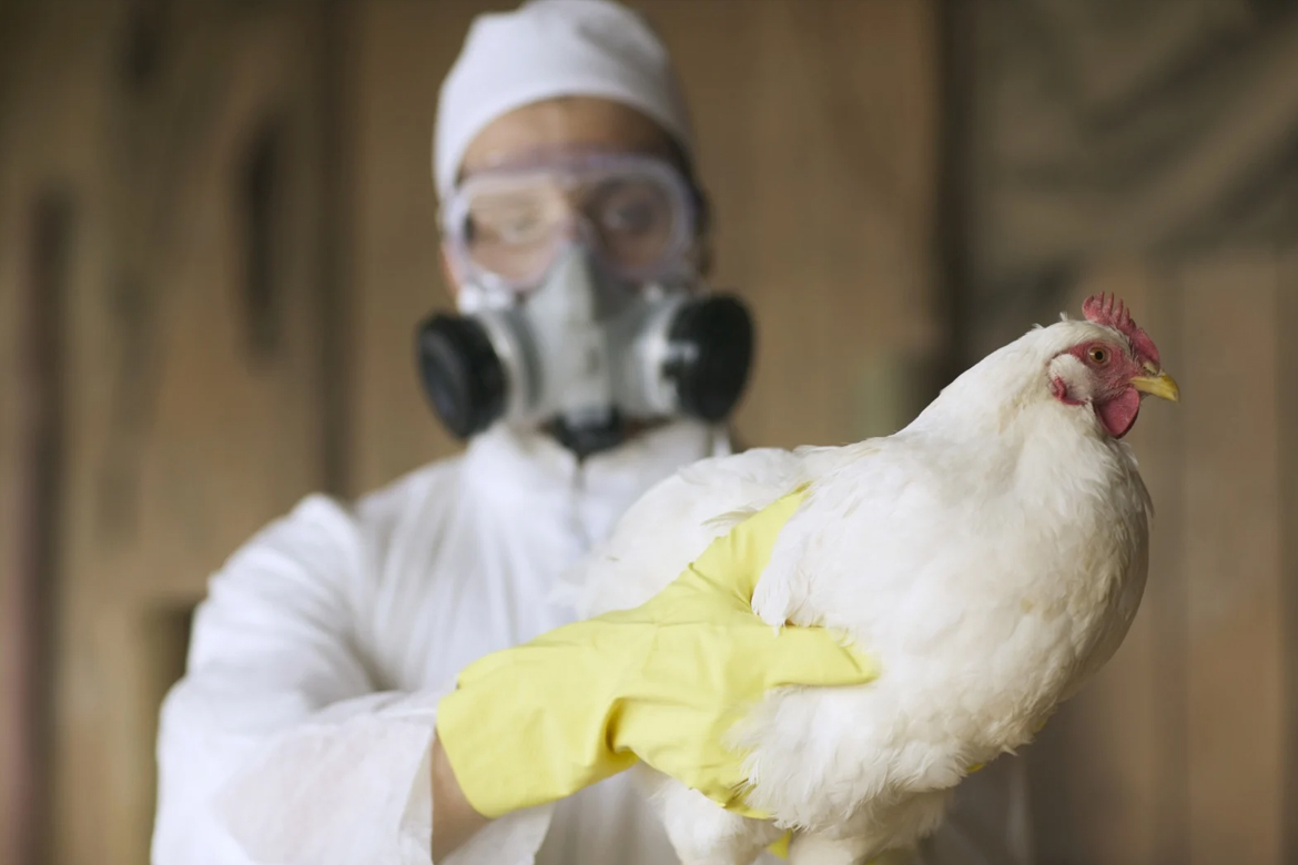 Gripe aviária chega ao Uruguai e Brasil reforça vigilância