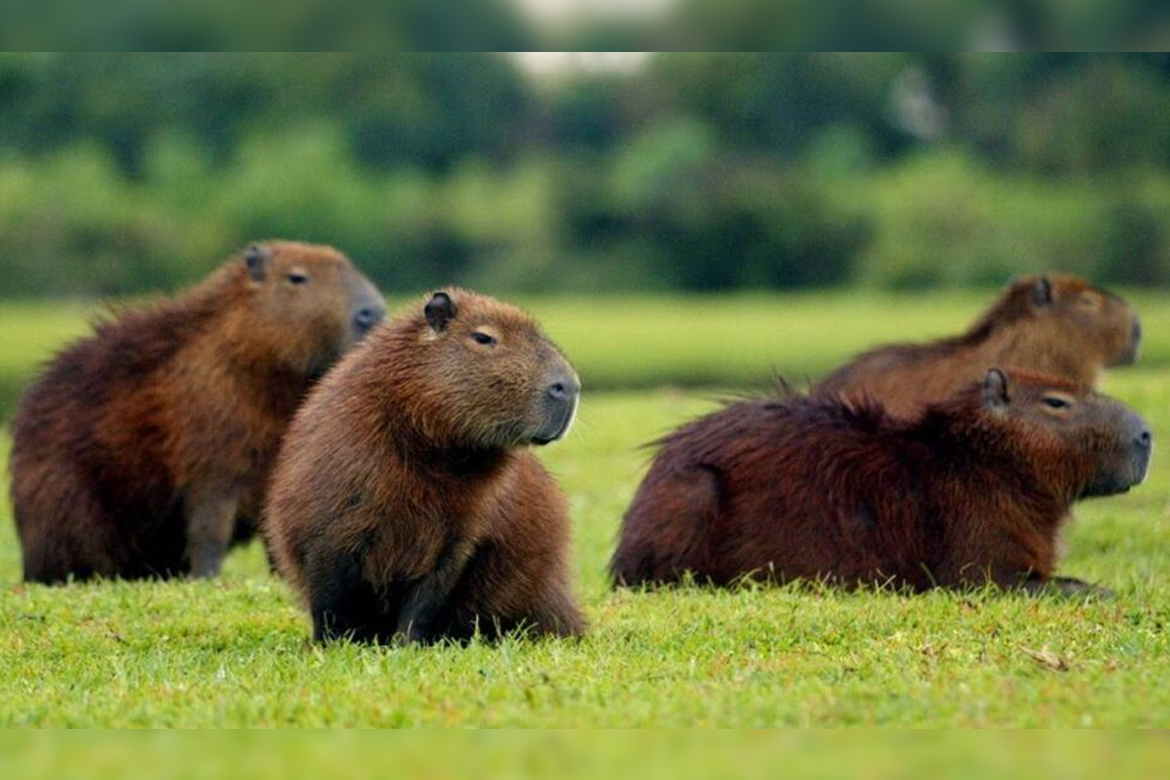 Símbolo de Curitiba, capivara é hospedeira de carrapato vetor da febre maculosa. Perigo está nelas?