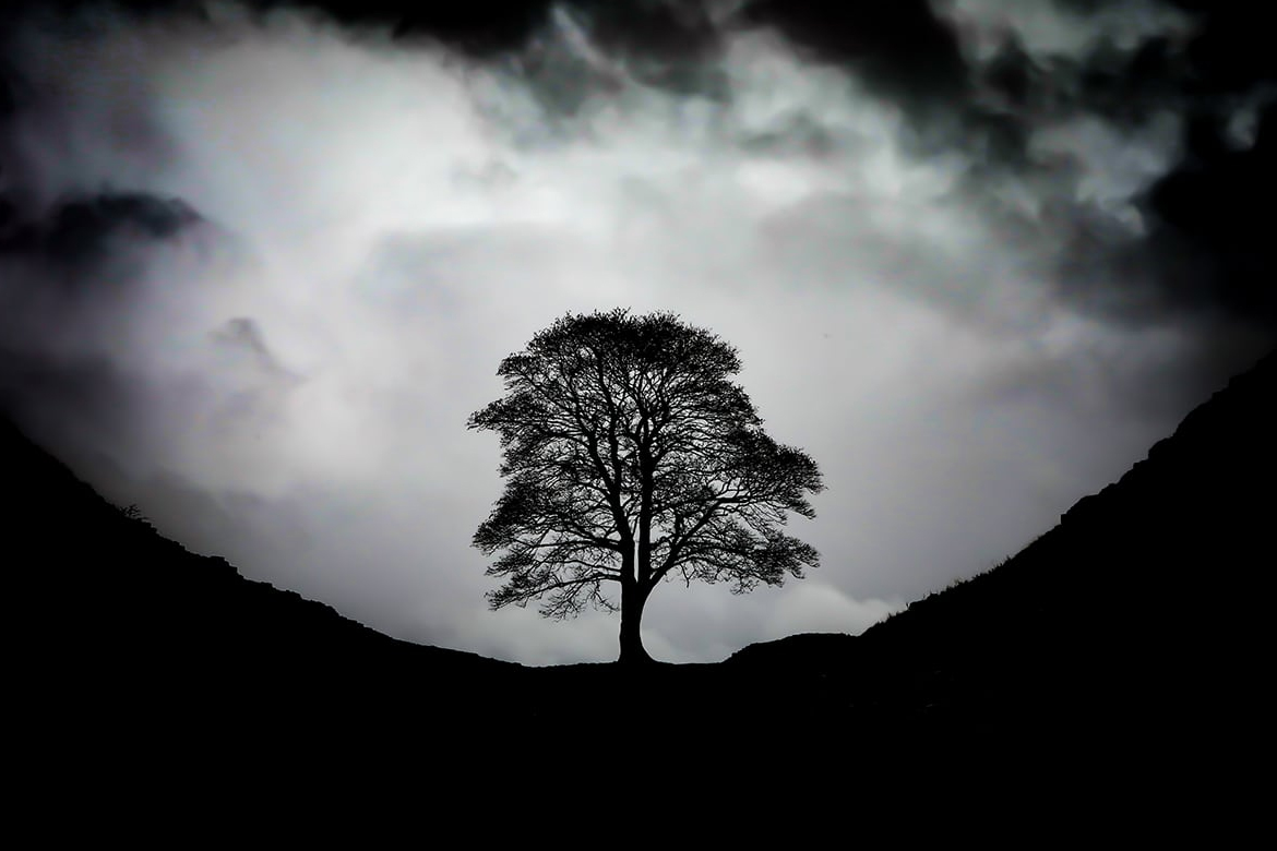 Árvore mais fotografada da Inglaterra é derrubada