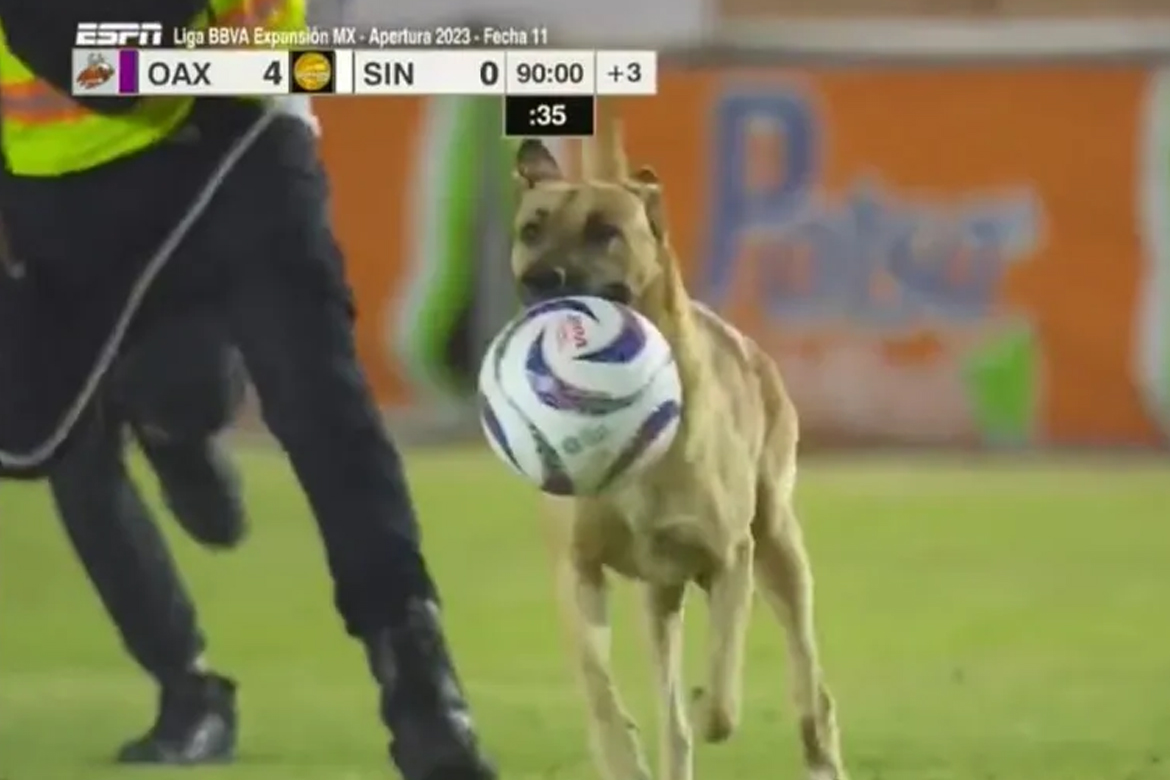 Cachorro invade o campo, rouba a bola e faz 'salseiro' no Campeonato Mexicano; vídeo