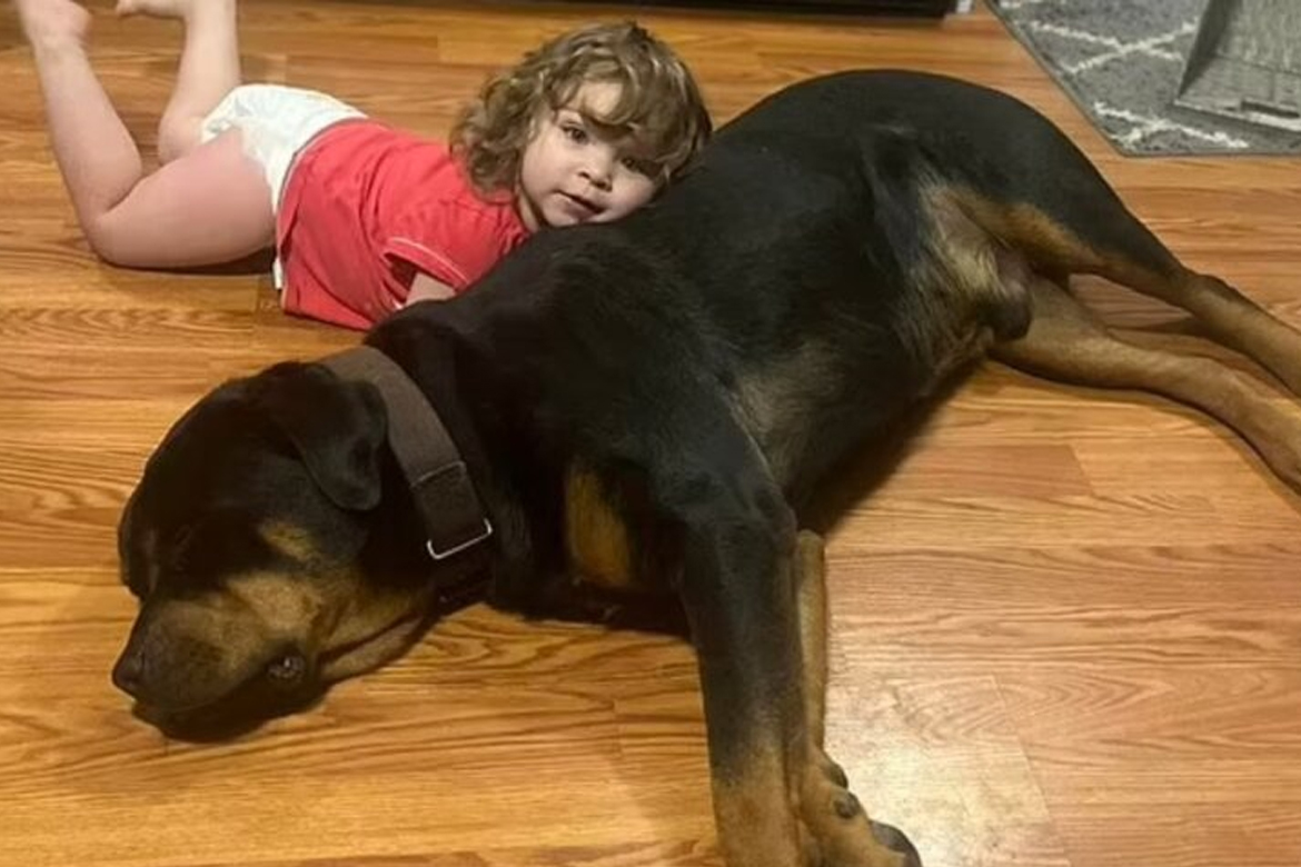 Criança que estava desaparecida é encontrada dormindo em floresta usando cachorro como travesseiro