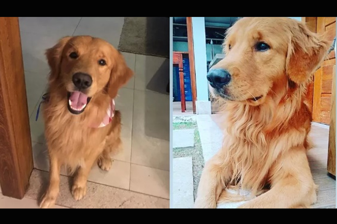 PM mata cachorro a tiros na frente de três crianças que acompanhavam o animal