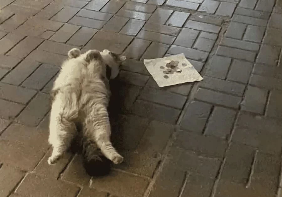 Vídeo: gata usa “fofura” para ganhar dinheiro nas ruas de Istambul