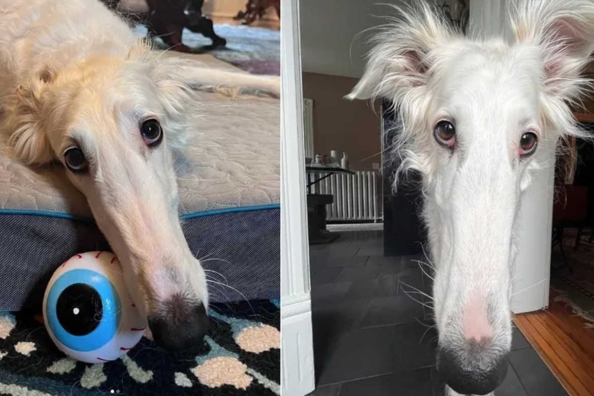 Cadela com 'o maior focinho do mundo' faz sucesso na internet