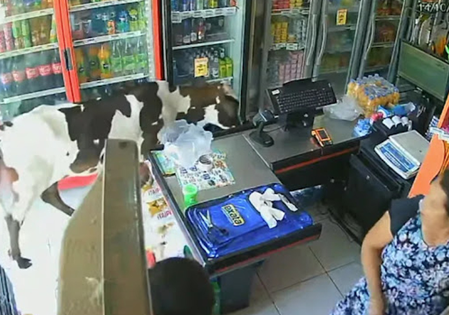 Vaca entra em supermercado com ar-condicionado e se refresca em meio a calor de Fortaleza