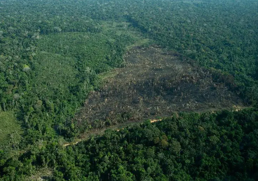 Mudança climática leva as árvores da Amazônia a ponto crítico