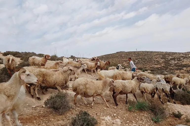 Agricultores na Cisjordânia relatam incursões violentas de colonos israelenses