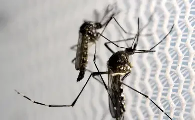 Dengue: governo federal cria centro de operações de emergências contra a doença