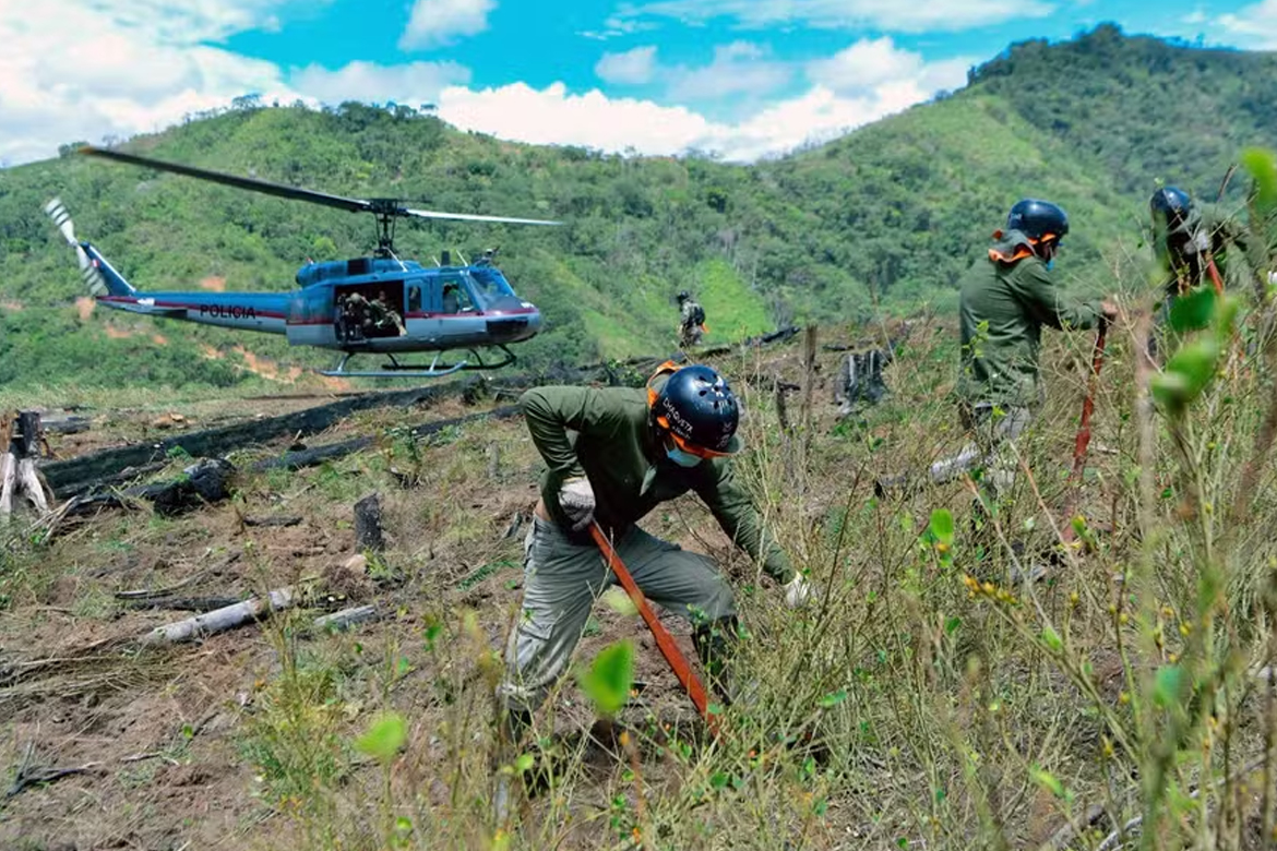 Peru elimina mais de 6 mil hectares de folhas de coca destinadas ao tráfico de drogas