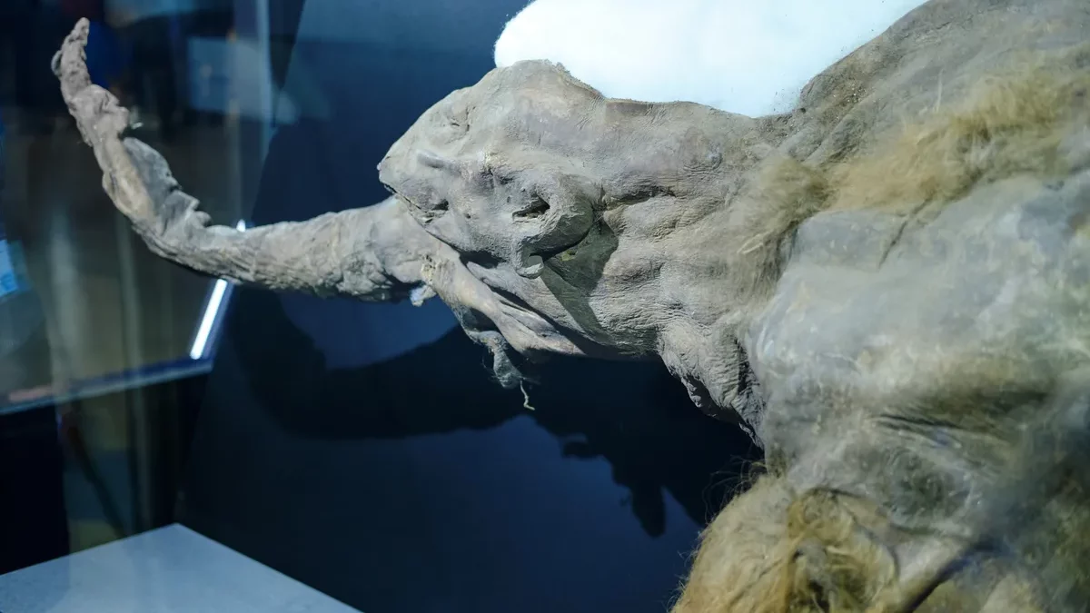 Mamute mais bem preservado já descoberto revela novo segredo