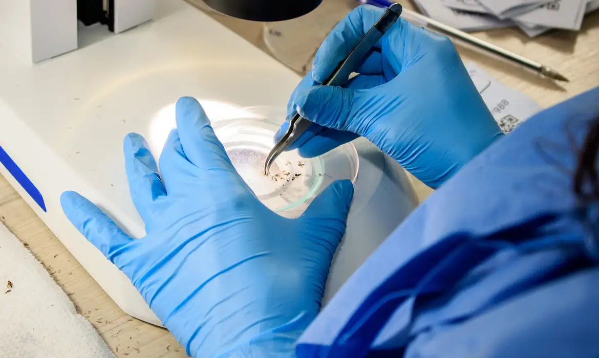 Método Wolbachia contra o Aedes agora mira cidades de Minas Gerais