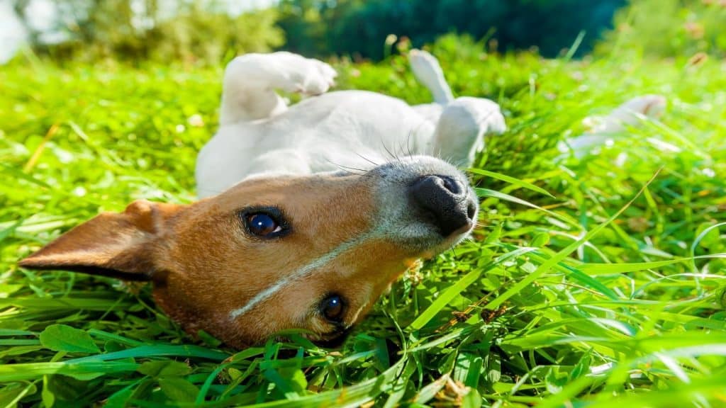 Por que cachorros amam rolar no cocô e outras coisas fedidas?