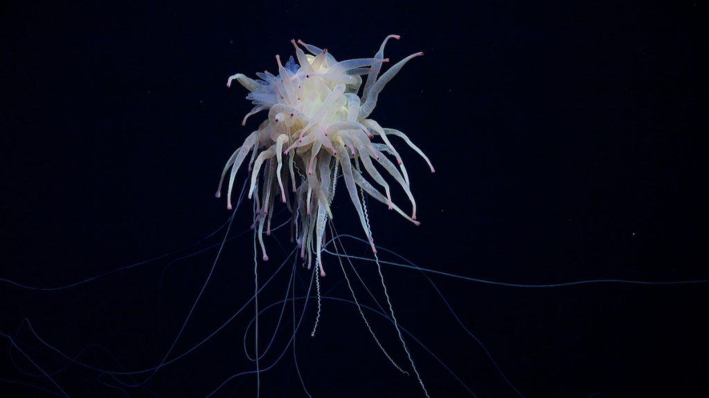 criatura bizarra é encontrada no fundo do mar