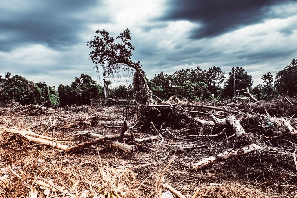 Amazônia tem maior degradação pelo fogo em 15 anos