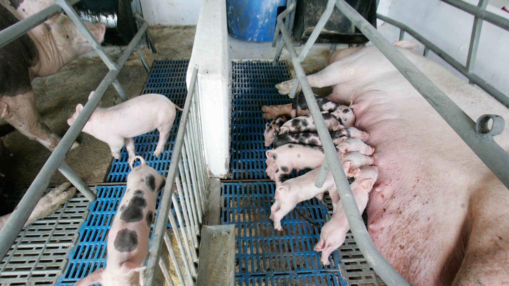 Criança é atacada por porca no Ceará e passa por cirurgia para reconstrução de membro - Ceará