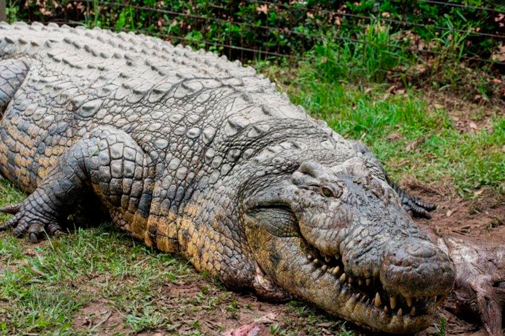 Crocodilo gigante mais velho do mundo tem 124 ano...