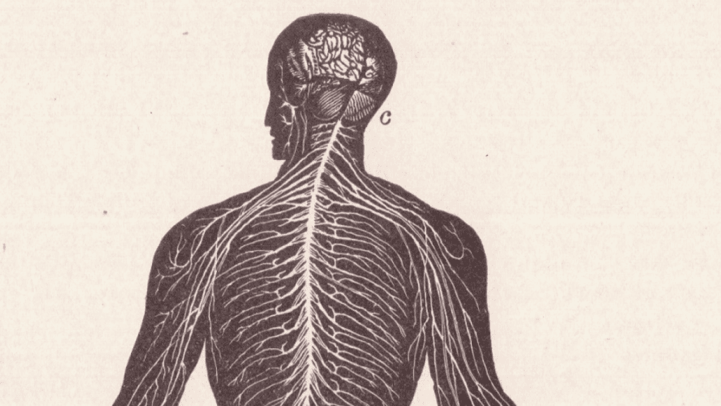 É possível morrer de dor? Entenda como o corpo reage a dores extremas