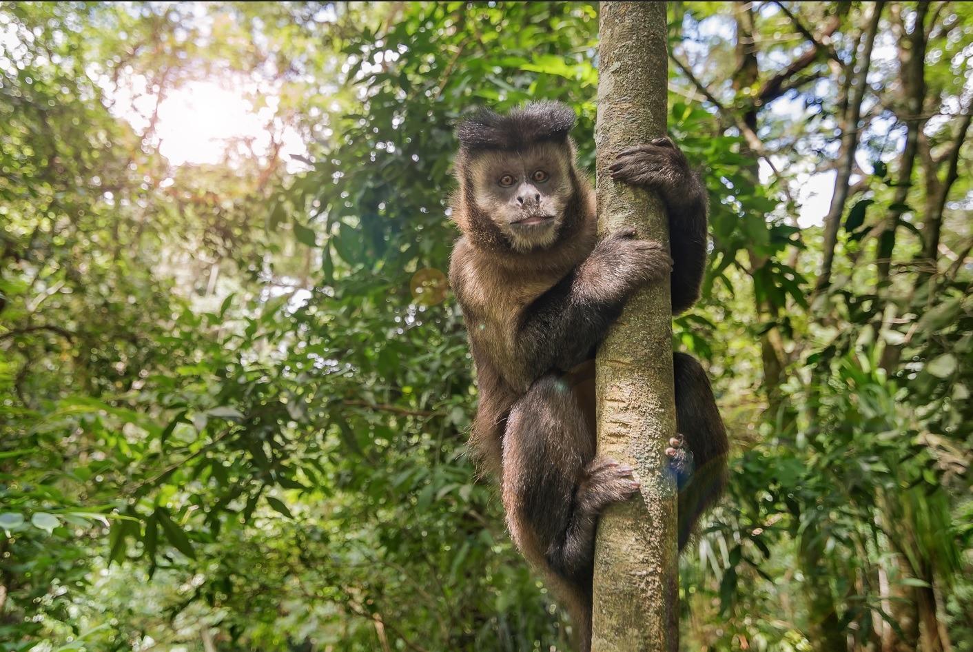 Macaco-prego morde mãos e perna de homem em Banabuiú, no Ceará - Ceará