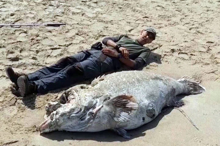 Mortes de meros, o peixe gigante, deixam biólogos em alerta no litoral paulista