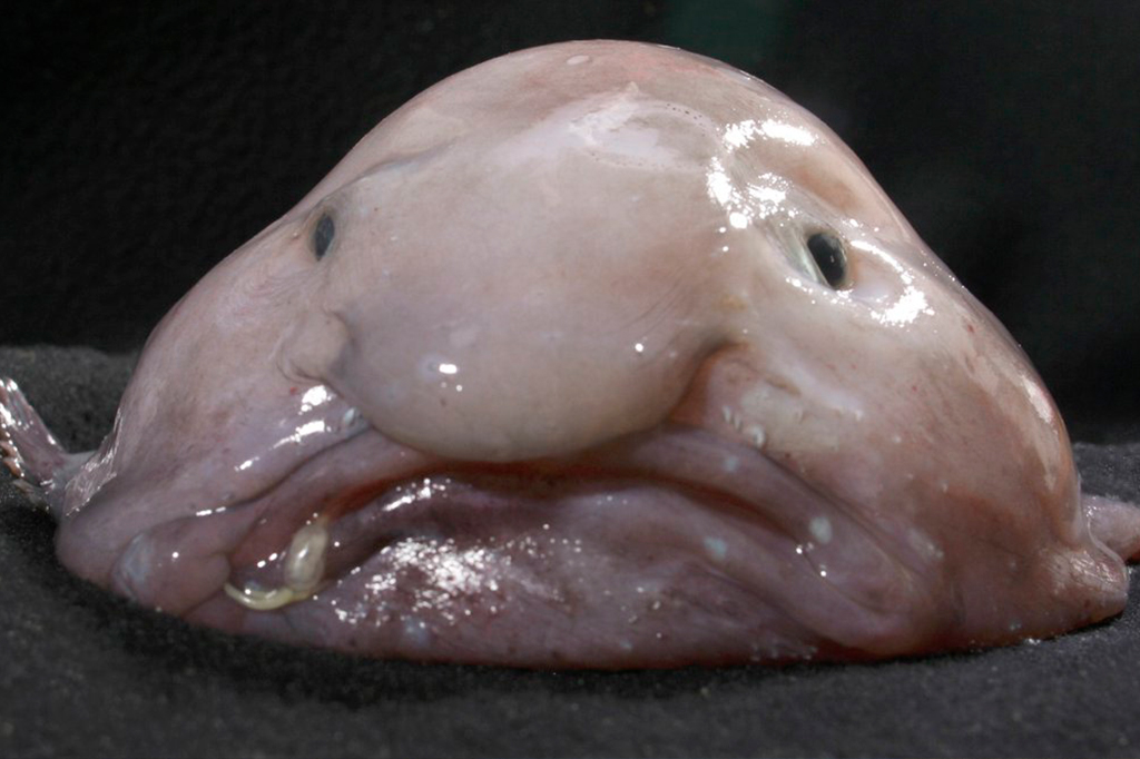 Peixe-bolha: o animal mais feio do mundo ou o mai...