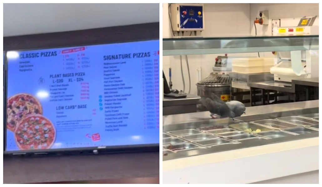 Pizzaria em que pombos foram flagrados comendo ingredientes tenta se explicar, mas entrevista é interrompida por pombos