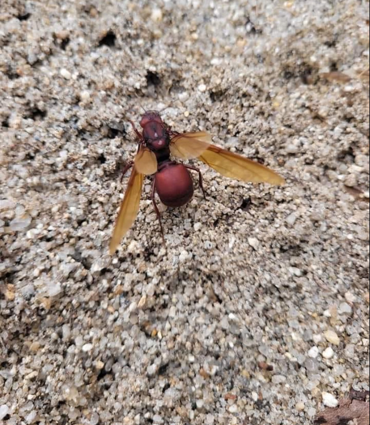 Por que as formigas tanajuras estão 'invadindo' o Rio de Janeiro e o Epírito Santo? | Rio de Janeiro