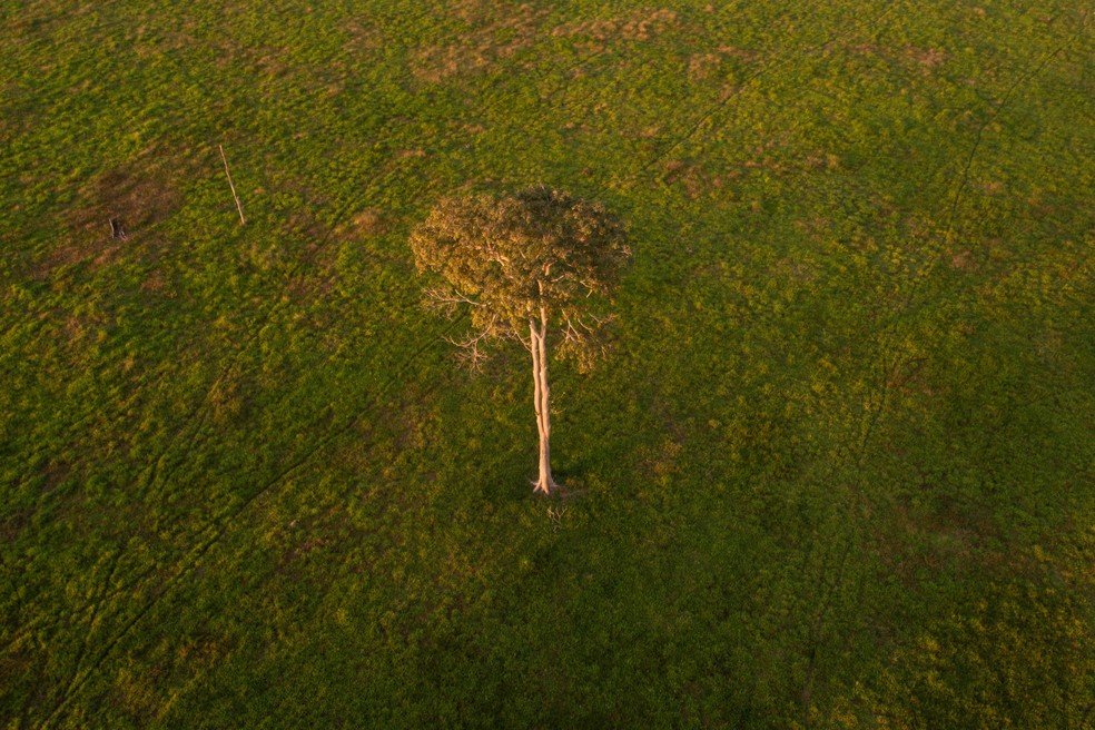 Desmatamento cai 30% na Amazônia e tem 1ª queda em 5 anos no Cerrado, aponta Inpe | Brasil