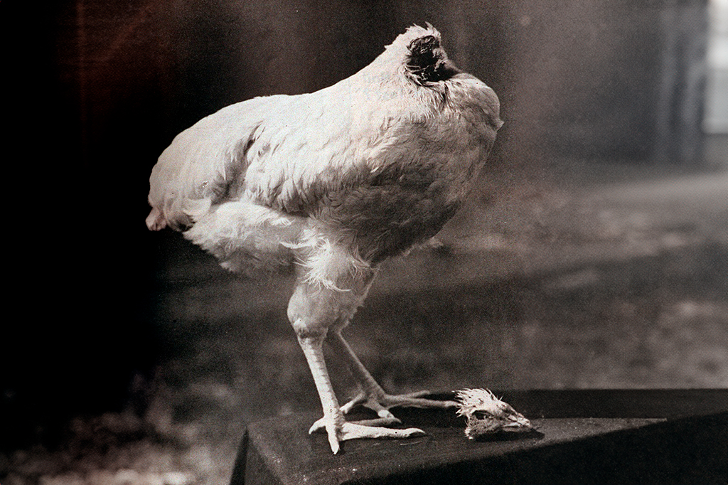 A história de Mike, o frango que sobreviveu 18 me...