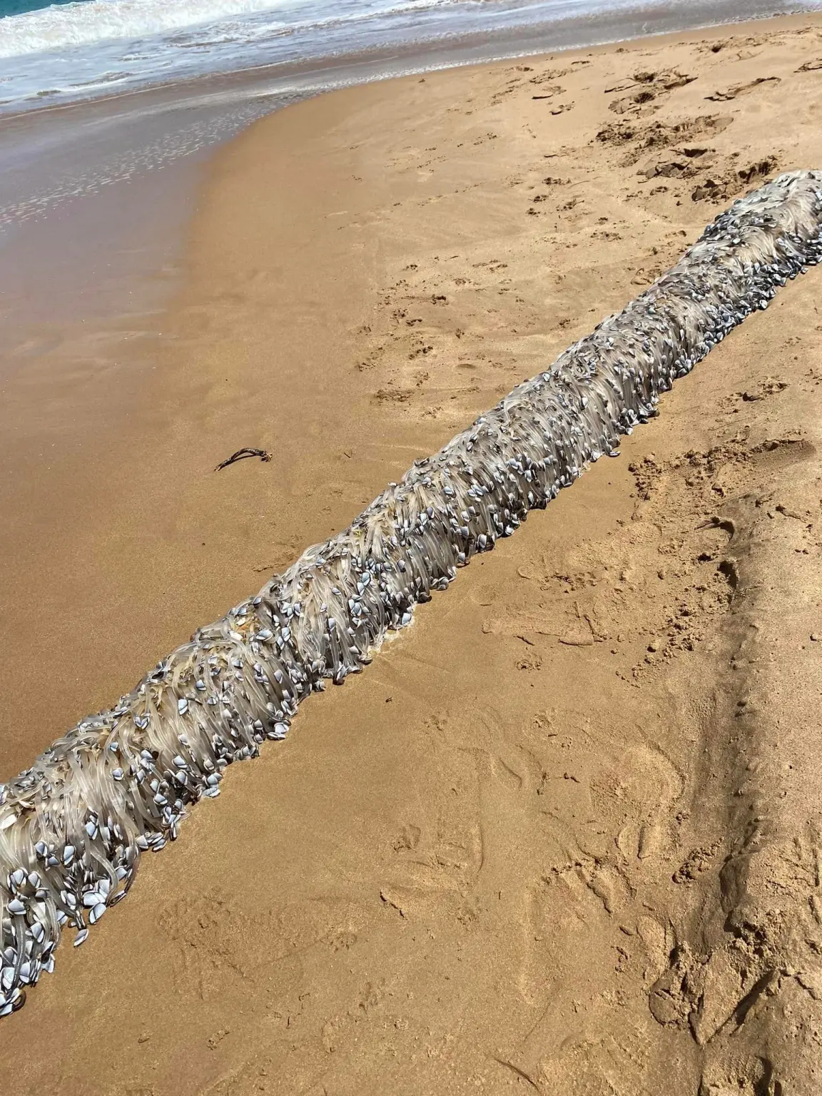 Alienígena? Criatura bizarra aparece em praia na Austrália