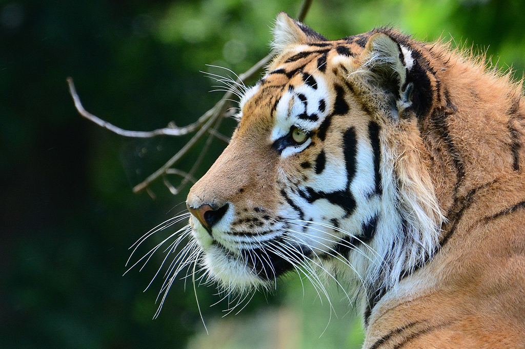 Após desaparecerem por 70 anos, tigres voltam a h...