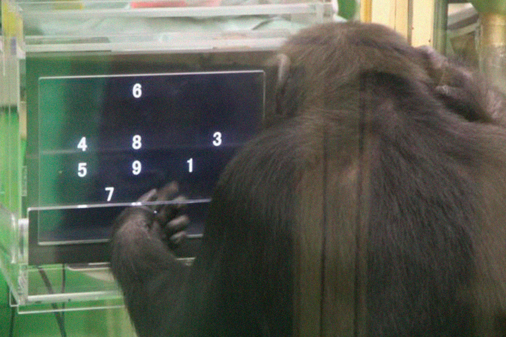Chimpanzés se saem melhor em testes difíceis quan...