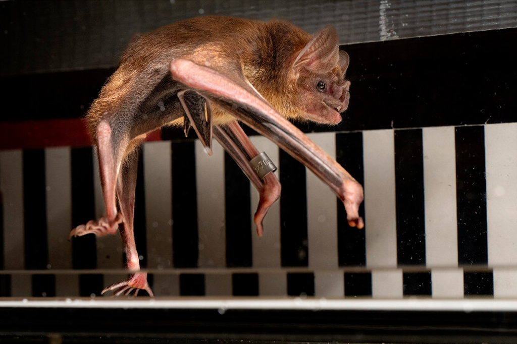 Cientistas colocaram morcegos-vampiros em esteira...