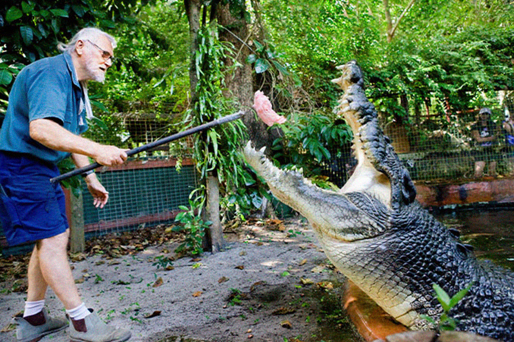 Cientistas tentam determinar idade do maior croco...