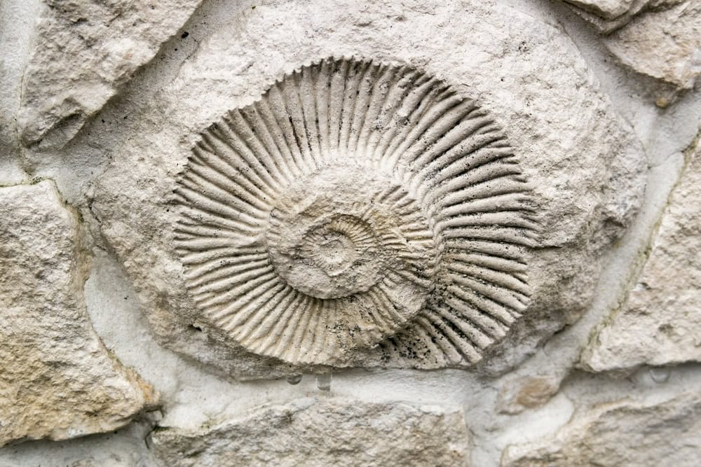 Esse molusco extinto tem 70 milhões de anos e é uma pedra preciosa e brilhante