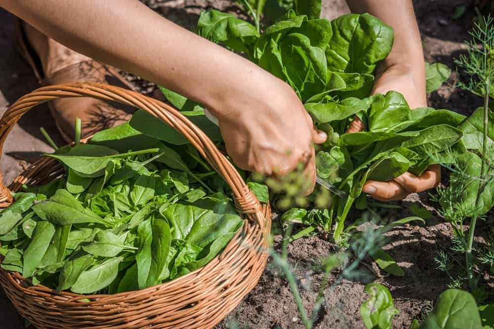 Esses vegetais 'subestimados' deveriam entrar para sua dieta