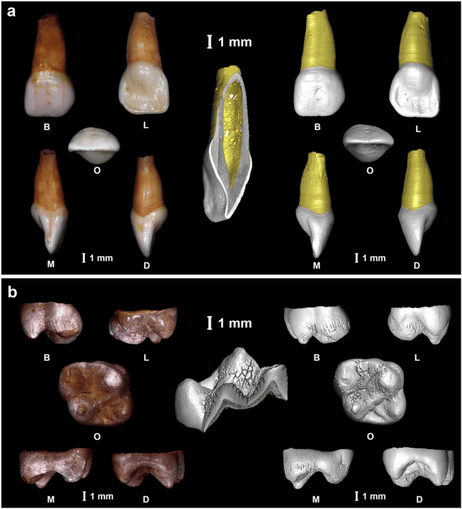 Exame de DNA revela segredos de bebê da Era do Gelo