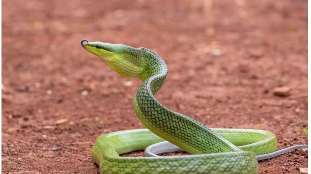 Infestação de serpente arbórea marrom ameaça Ilha dos EUA : ‘Elas comem qualquer coisa’ - Mundo
