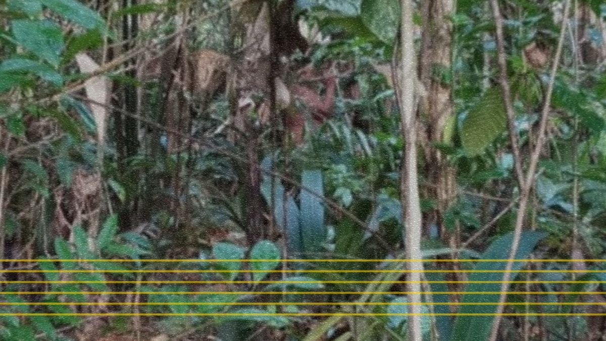 MPF recomenda à Funai que interdite área no Amazonas