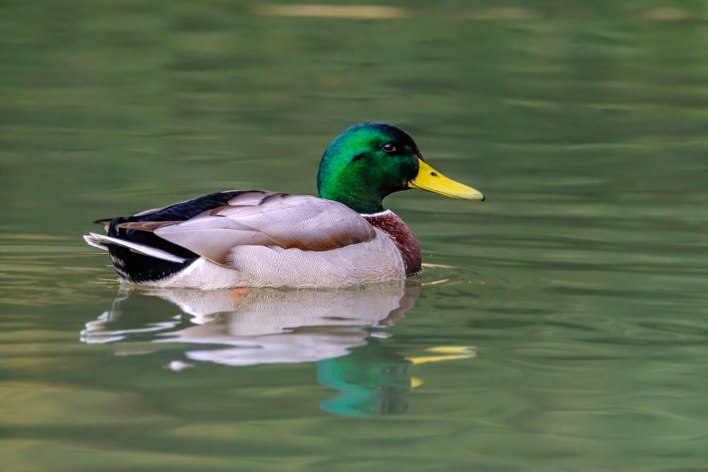 Mistério de ‘barulho de pato’ no oceano pode ter sido revelado