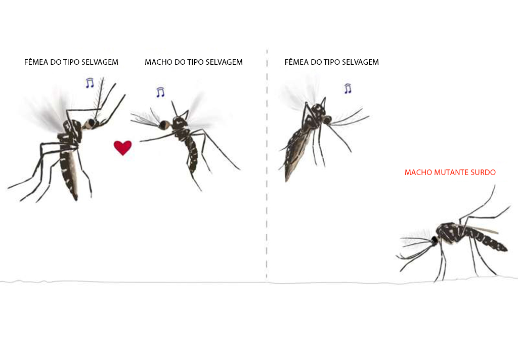 Mosquitos machos com surdez não conseguem transar