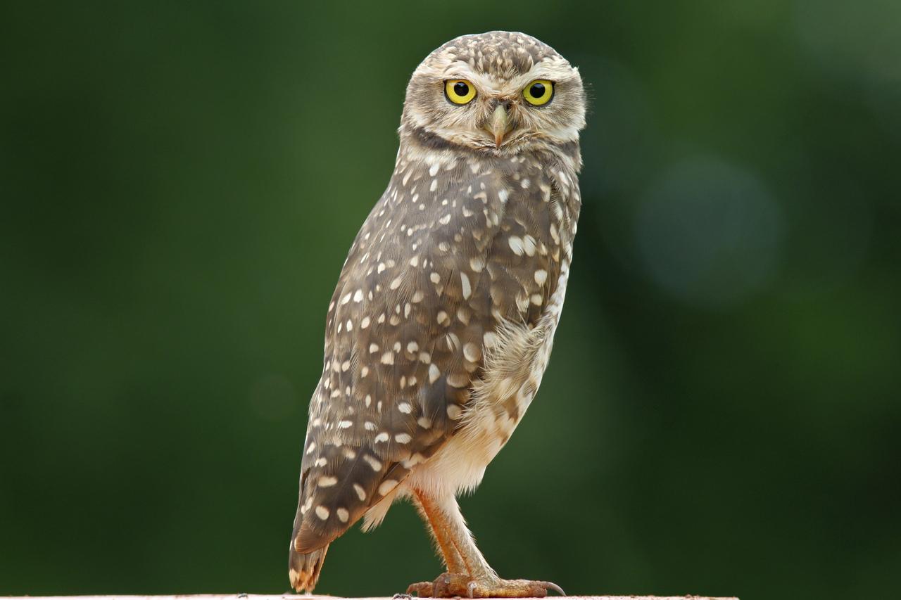 Rasga-mortalha anuncia morte? Guias elucidam crença e realizam ‘corujadas’ para observar aves no CE - Ceará