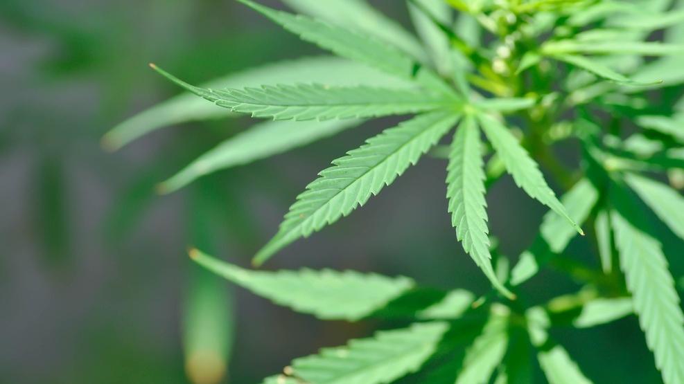 STJ começa a julgar autorização para importação e cultivo de cannabis para fins medicinais - PontoPoder