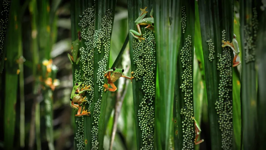 Cali: biodiversidade reduzida a mercadoria