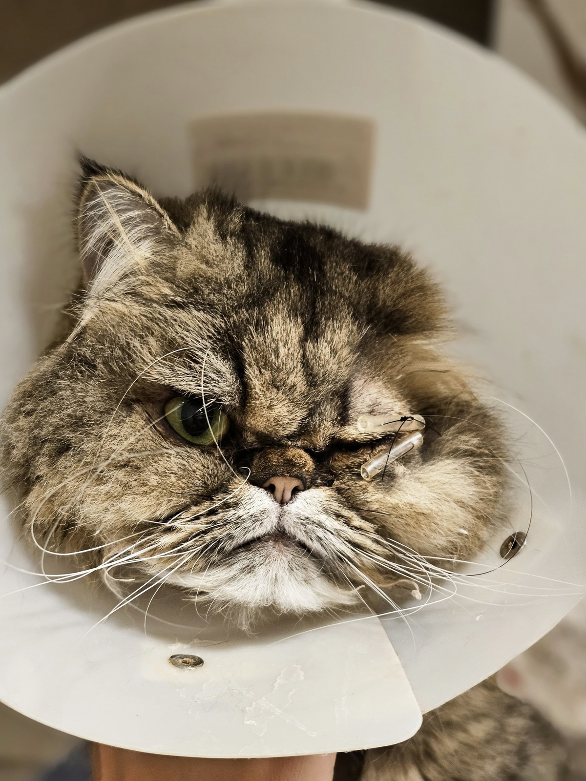 Gato Willy recebe córnea da cadela Maya, morta após ataque de abelhas | Brasil